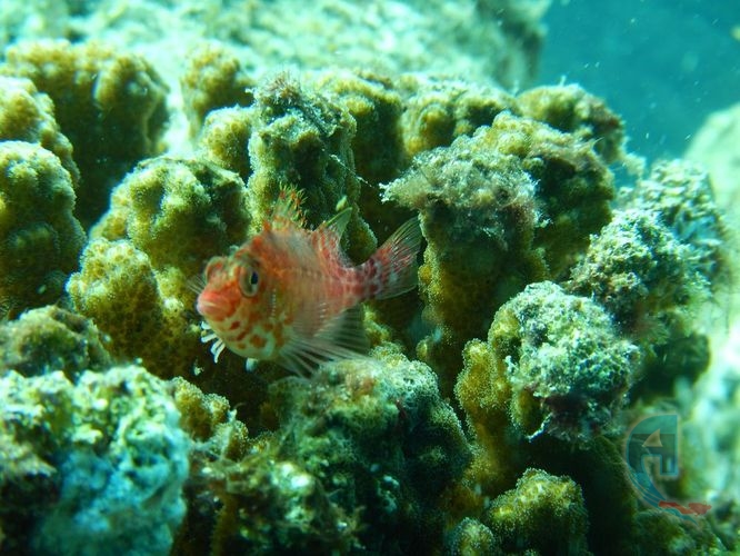 pez halcon en arrecife